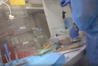 Cette vidéo en caméra cachée alerte sur le sort des souris de laboratoire en France