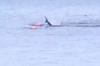 Un grand requin blanc attaque un kayakiste en Californie
