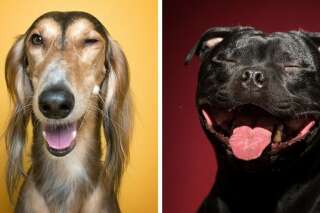 Ces 14 portraits de chiens montrent leur côté adorablement humain