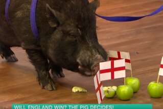 Harcelé, le cochon qui avait prédit la victoire anglaise au mondial contraint de se cacher