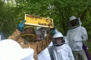 Ancien ingénieur, j'ai tout plaqué pour devenir apiculteur, mais aujourd'hui les pesticides tuent mes abeilles et menacent mon métier
