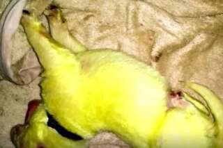 Un chien donne naissance à un chiot vert: 