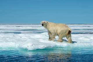 Ces ours polaires ont réussi à s'adapter au changement climatique