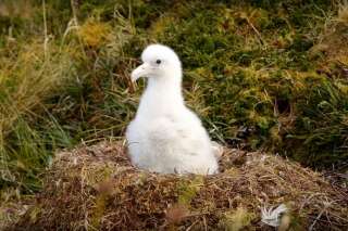 Une espèce rare d'albatros menacée par des souris géantes