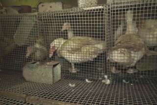 Après la vidéo de L214, l'État ordonne la fermeture d'un élevage de canards