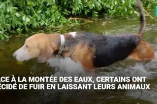 Ouragan Florence: ces chiens abandonnés échappent de peu à la noyade