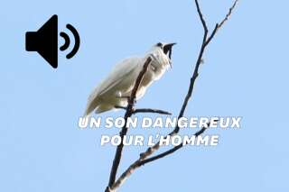 L’araponga blanc est l'oiseau le plus bruyant du monde