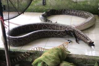 Peta dévoile des images glaçantes de serpents tués pour leur peau