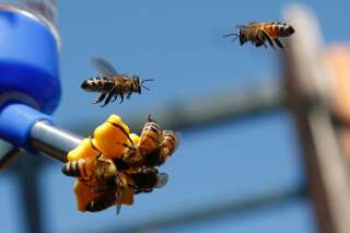75% du miel mondial contient des pesticides qui déciment les abeilles