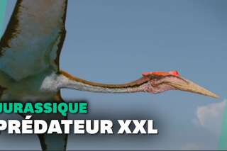 Ce reptile volant est le plus grand jamais découvert au Jurassique