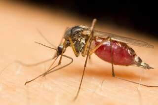Les moustiques génétiquement modifiés, 