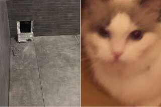 Ce chat a fini emmuré dans une baignoire à cause d'un carreleur