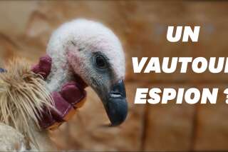Au Yémen, ce vautour soupçonné d'espionnage a été capturé