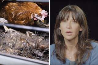 Sophie Marceau interpelle les députés sur ces images chocs d’un élevage de poules dévoilées par L214