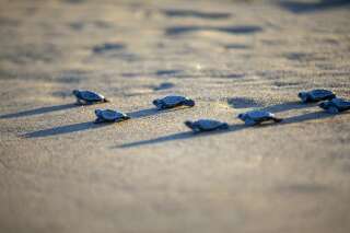 Sur la plage de Fréjus, des dizaines de tortues sont nées