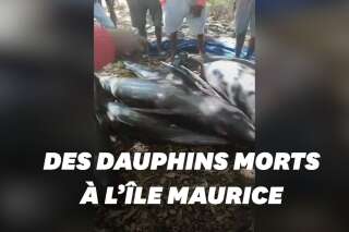 A l'île Maurice,  des dauphins retrouvés morts