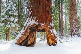 Cet arbre légendaire de Californie n'a pas survécu à la dernière tempête