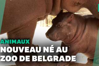 La naissance de ce bébé hippopotame a surpris au zoo de Belgrade