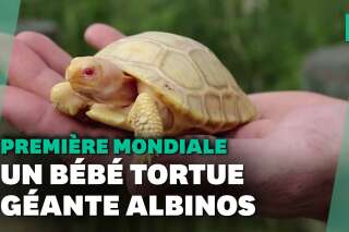 Une tortue géante des Galapagos albinos naît dans un zoo Suisse, une première mondiale