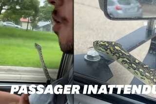 En Australie, un serpent surprend les passagers d'une voiture