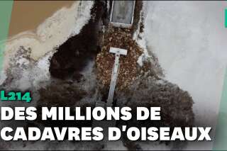Grippe aviaire: L214 dévoile une vidéo montrant des cadavres d’oiseaux, par millions, enfouis en Vendée