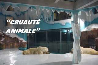 En Chine, cet hôtel exhibe deux ours polaires et fait polémique