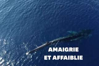 Fluker, la baleine sans queue de Méditerranée, est à l'agonie
