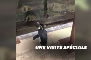 Coronavirus: aux États-Unis, un pingouin profite de l'épidémie pour visiter un aquarium