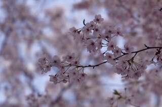 Au Japon, la date des cerisiers en fleurs n'est pas prise à la légère