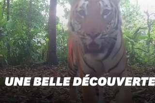 Ces trois tigres filmés en Thaïlande sont une très bonne nouvelle
