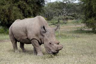 Sudan, le dernier rhinocéros blanc mâle du Nord, est mort