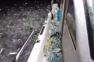 Le comportement étrange de ces sardines a bien surpris le pêcheur qui les filmait