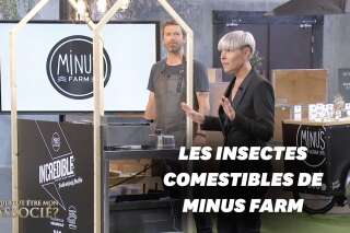 Minus Farm, une ferme d'insectes dans 