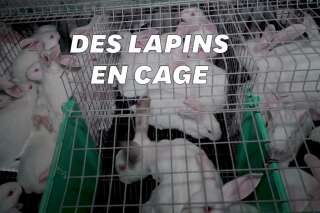 L214 montre dans une vidéo des lapins entassés dans un élevage des Deux-Sèvres