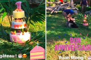 Yuang Meng, le bébé panda du zoo de Beauval, a eu un gâteau un peu spécial pour son 1er anniversaire
