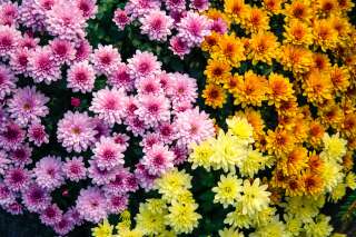 Comment les chrysanthèmes sont devenus symboles de deuil en France (alors qu'ailleurs ils sont joyeux)