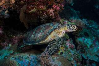 Pour protéger les coraux, Palau interdit certaines crèmes solaires
