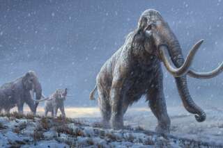 L'ADN de mammouths vieux d'un million d'années a livré quelques secrets sur leur évolution