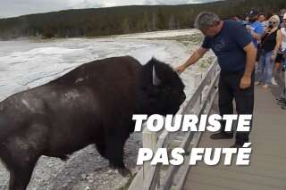 Les bisons de Yellowstone ne veulent pas des caresses de touristes