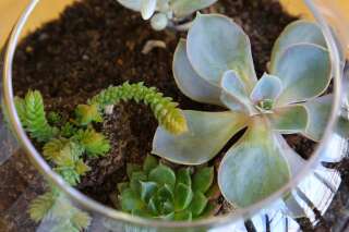 Comment réaliser son terrarium et créer un jardin miniature