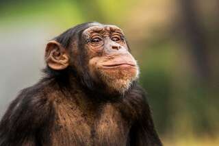 Dans un zoo de la Loire, un chimpanzé blesse grièvement un soigneur