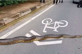 Tranquille, un anaconda traverse la route au Brésil