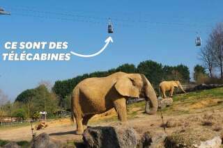 Au zoo de Beauval, la visite pourra désormais se faire dans les airs