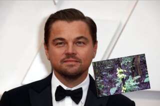 Leonardo DiCaprio a inspiré le nom de cet arbre du Cameroun