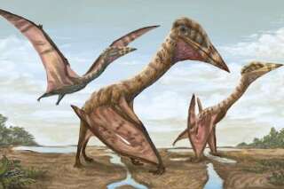 Ce ptérosaure surnommé le 