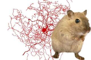 On a enfin découvert ce qui différencie notre cerveau de celui des souris