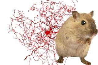 On a enfin découvert ce qui différencie notre cerveau de celui des souris