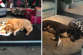 Pour éviter le froid, ces chiens abandonnés trouvent refuge dans un Ikea