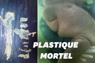 Mariam, le bébé dugong thaïlandais, est morte à cause de déchets plastiques