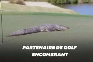 Aux États-Unis, cet alligator interrompt une partie de golf